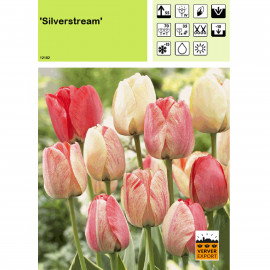 Tulipe Silverstream
