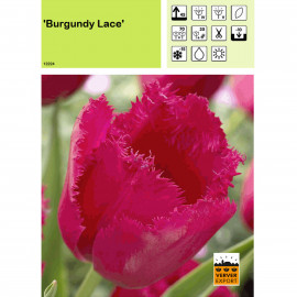 Tulipe Burgundy Lace