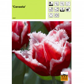 Tulipe Canasta