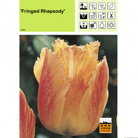 Tulipe Fringed Rhapsody