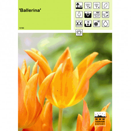 Tulipe Ballerina