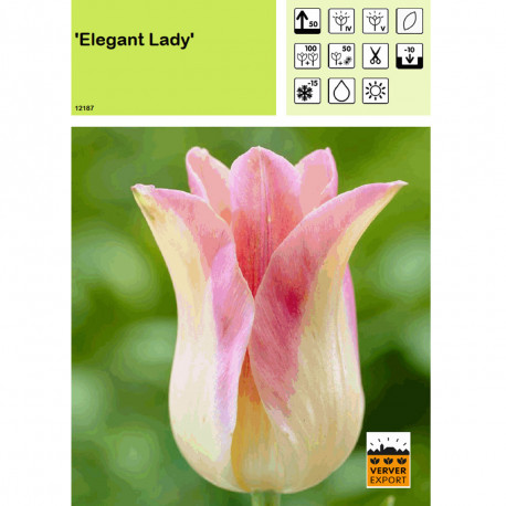 Tulipe Elegant Lady