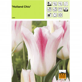 Tulipe Holland Chic