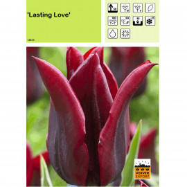 Tulipe Lasting Love