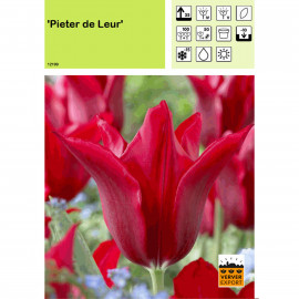 Tulipe Pieter de Leur