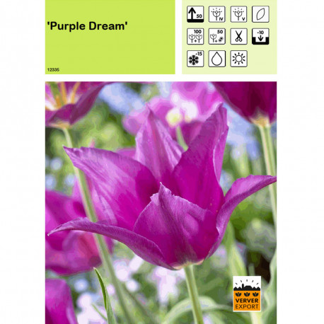 Tulipe Purple Dream