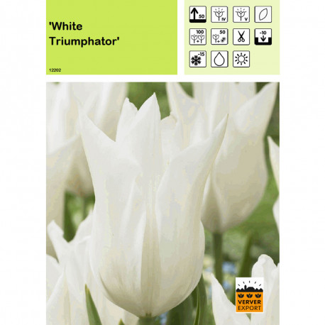 Tulipe White Triumphator