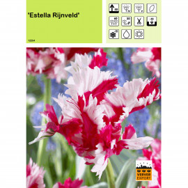 Tulipe Estella Rijnveld