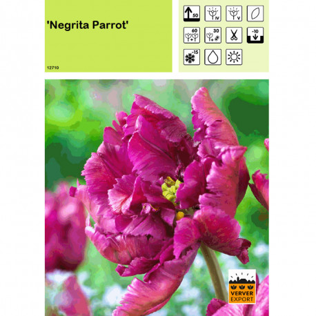 Tulipe Negrita Parrot