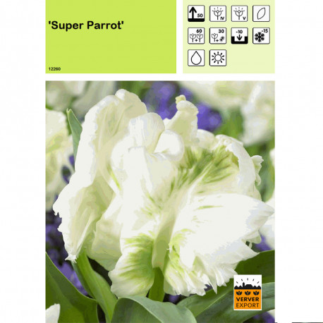 Tulipe Super Parrot