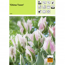 Tulipe China Town