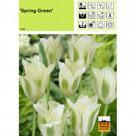 Tulipe Spring Green