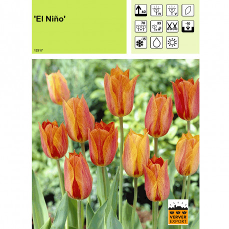 Tulipe El Nino