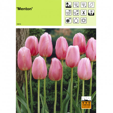 Tulipe Menton