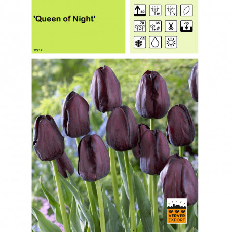 Tulipe Queen of Night