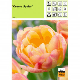 Tulipe Creme Up Star