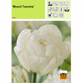 Tulipe Mount Tacoma