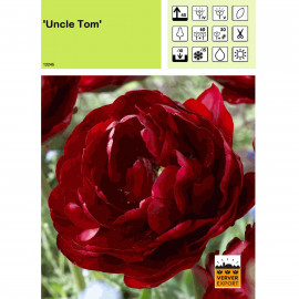 Tulipe Uncle Tom