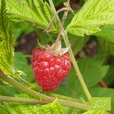 Plant de framboisier Malling Exploit Bio