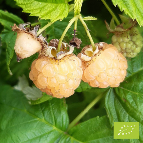 Plant de framboisier Sucrée de Metz Bio