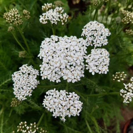 Nos graines de fleurs Achillée millefeuille - La Bonne Graine