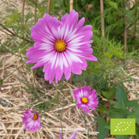 Cosmos 'Sensation', mélange varié Bio