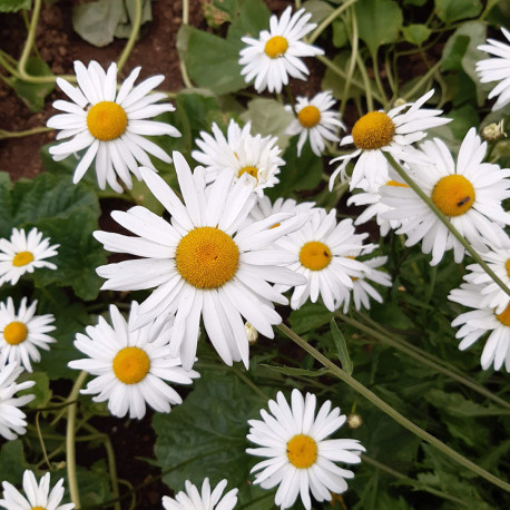 Marguerite des prés 'Reine de Mai'