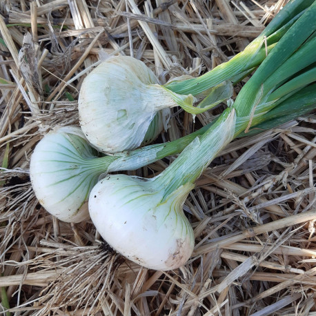 Oignon blanc hâtif de Barletta