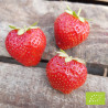 Plant de fraisier Bio Charlotte (godet)