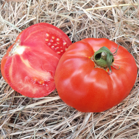 Tomate Big Daddy F1