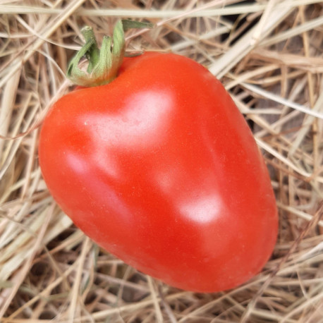 Tomate Big Mama F1