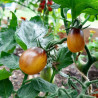 Tomate INDIGO™ Pear Drops