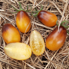 Tomate INDIGO™ Pear Drops