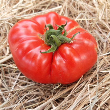 Tomate Knockout (ex-Porterhouse) F1