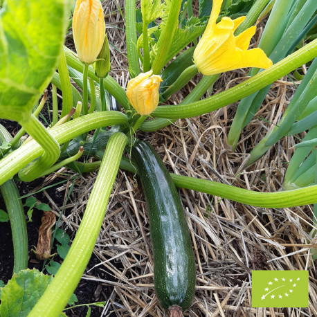 Courgette Black Beauty Bio