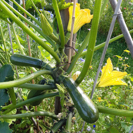 Courgette Black Forest F1