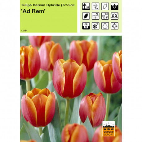 Tulipe Ad Rem
