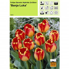 Tulipe Banja Luka
