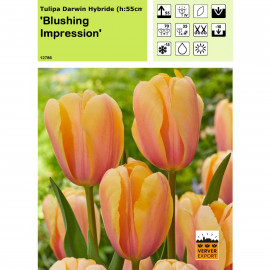 Tulipe Blushing Impression