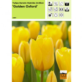 Tulipe Golden Oxford