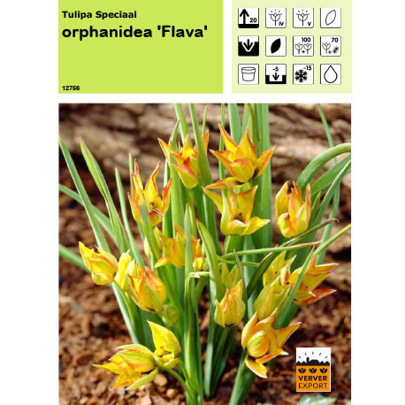 Tulipe Orphanidea Flava