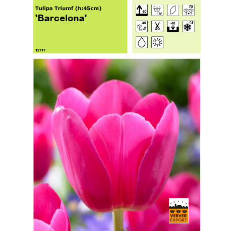 Tulipe barcelona