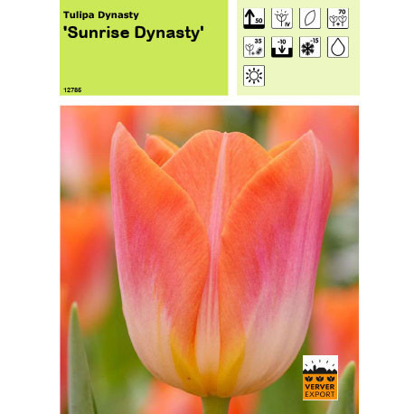 Tulipe Sunrise Dynasty
