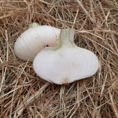 Oignon jaune doux de Lézignan