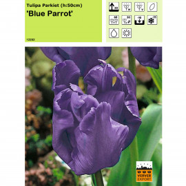 Tulipe Blue Parrot