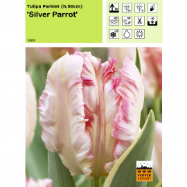 Tulipe Silver Parrot