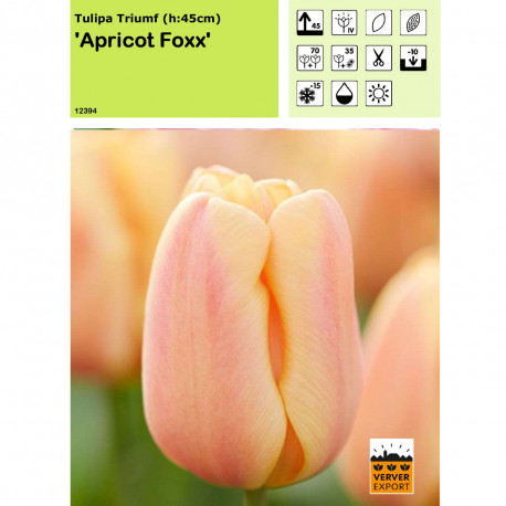 Tulipe Apricot Foxx