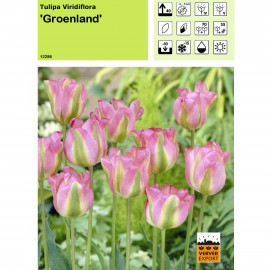 Tulipe Groenland