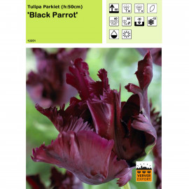 Tulipe Black Parrot