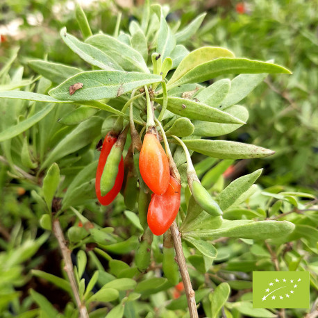 Baie de goji Bio, Fruits exotiques